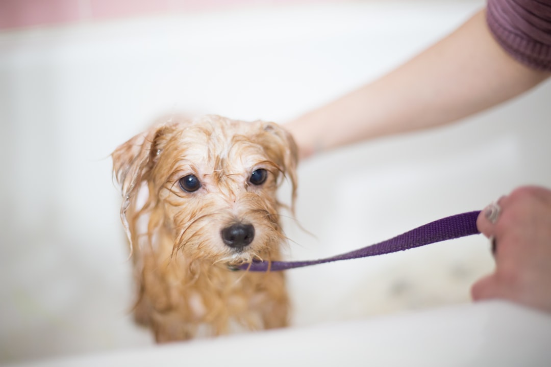 Dog Grooming Service