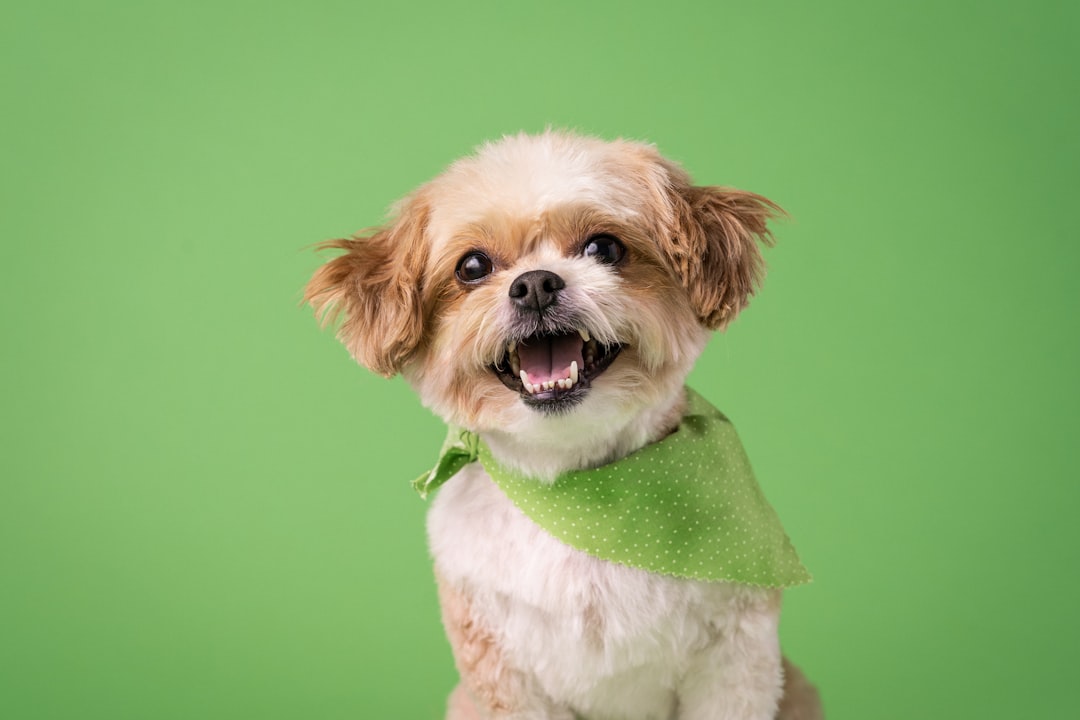 Pet Spa Treatments
