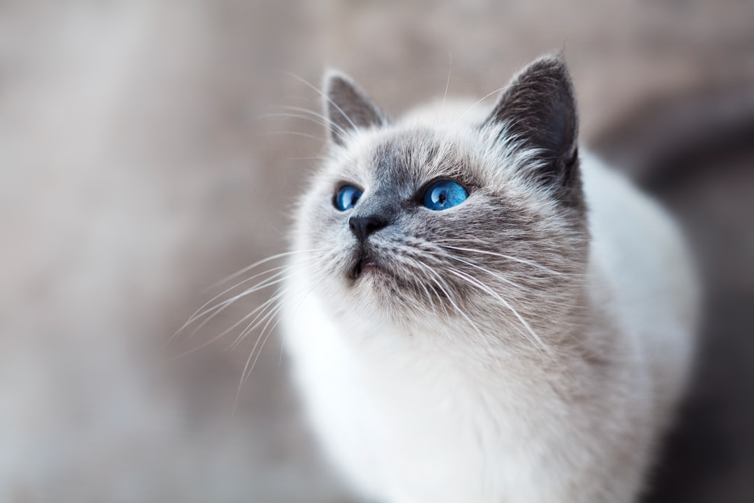 Choosing the Right Grooming Tools for Your Pet