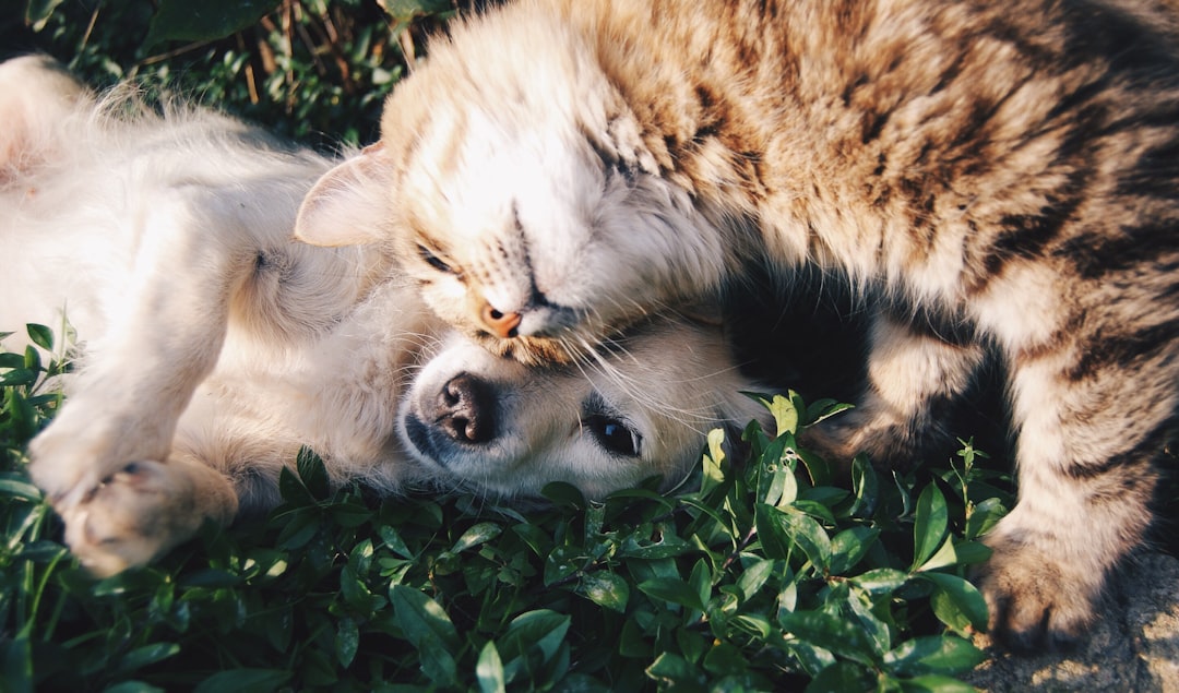 Grooming for Senior Pets: Special Considerations
