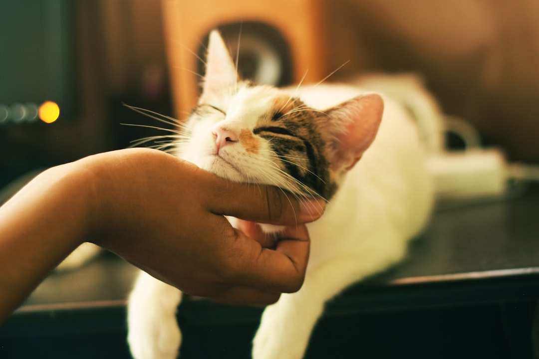 Cat Grooming Service