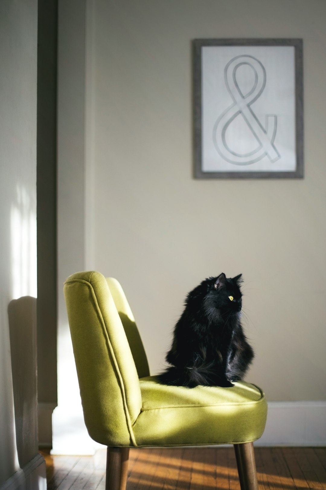PawPerfect Grooming Team