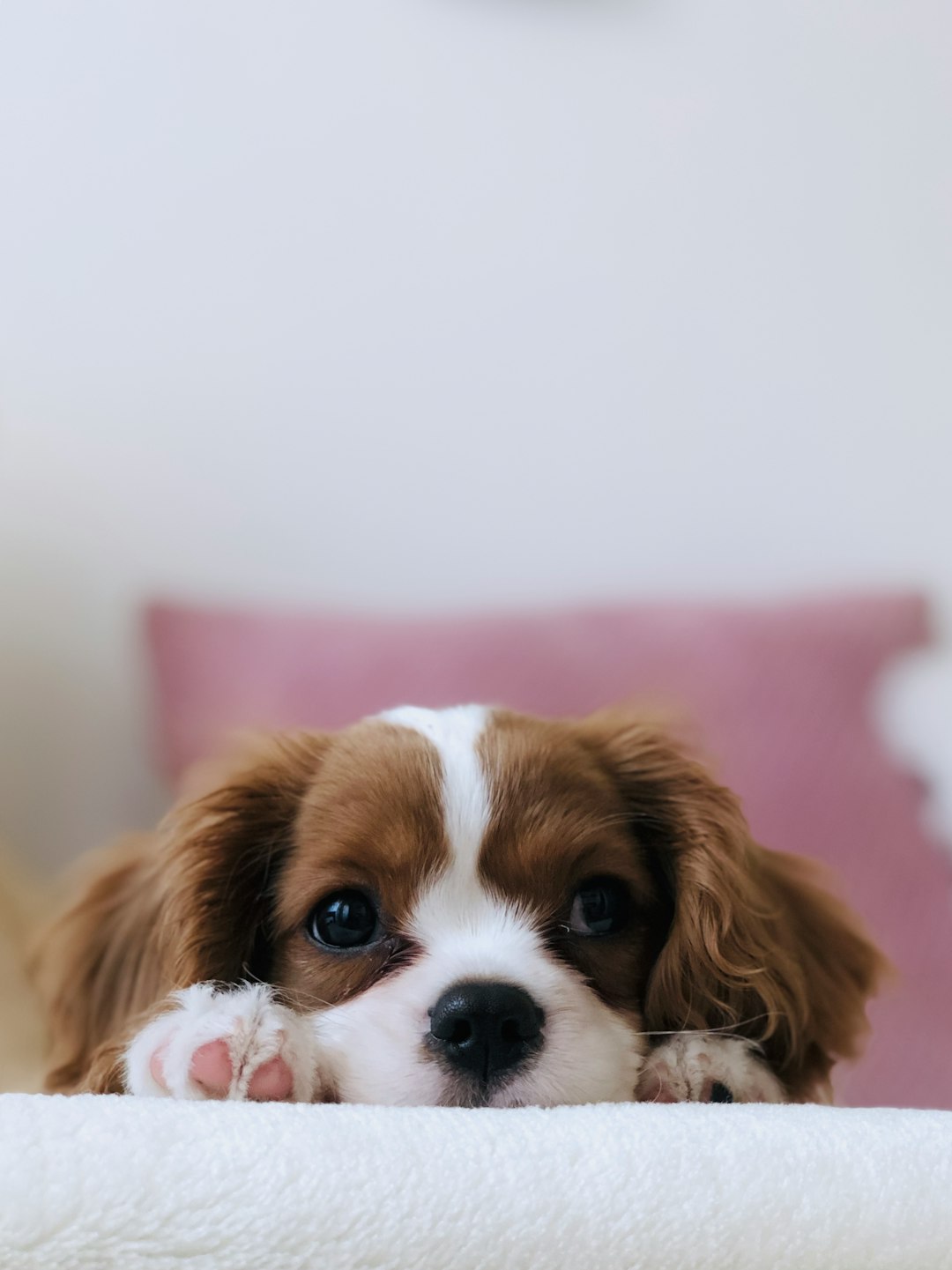 Summer Grooming Tips